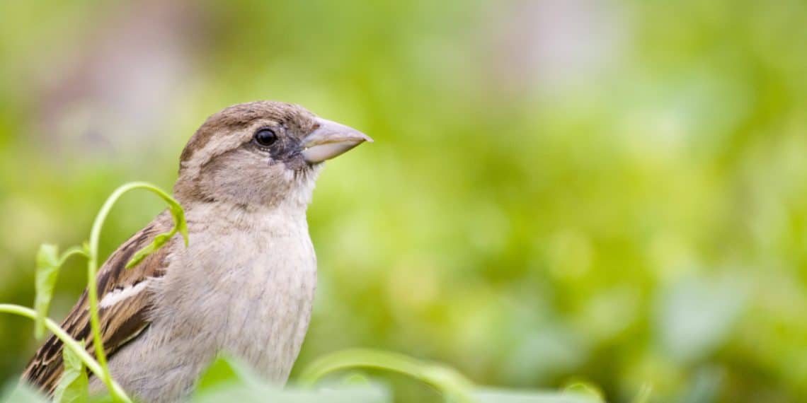 We mogen weer (tuin)vogels tellen