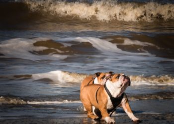 ‘Hou het strand alsjeblieft open voor honden”