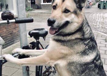 Lex Paleaux trakteert ons op zijn nieuwste column