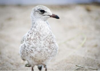 Veel babymeeuwtjes bij Vogelhospitaal Haarlem