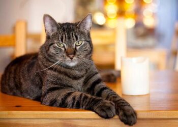 Maureen Van Der Meij van Jippies Kattencafé vertelt over hun penibele situatie