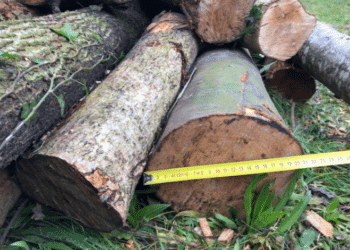 Gemeente Bloemendaal ontkent (illegale) bomenkap, bewoner doet aangifte