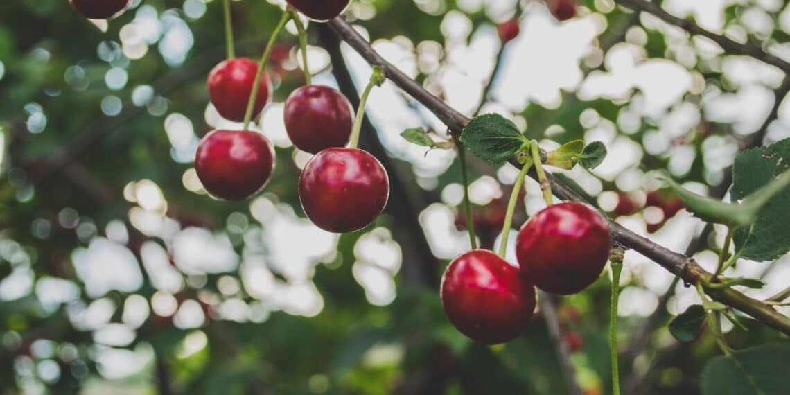 Elf winnaars ‘Schalkwijk aan Zet’