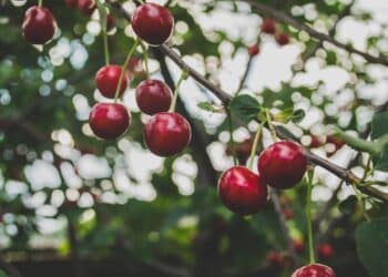 Elf winnaars ‘Schalkwijk aan Zet’