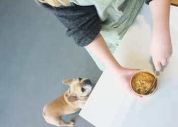 Haarlemse vindt plantaardige hondenbrokken uit