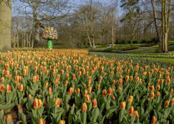 PR-Manager van het Keukenhof, Marlies Goldenberg is dolblij met de tijdelijke opening