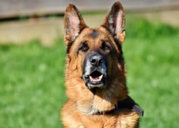 Automobilist redt herdershond Kenzo tijdens avontuur op snelweg