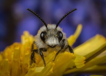 Natuurmonumenten maakt een vuist voor ‘het insect’: “Niet zo aaibaar, maar wel belangrijk”