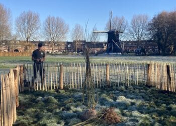 Nieuwe bomen moeten koeien in de Schoterveense polder in de zomer schaduw bieden
