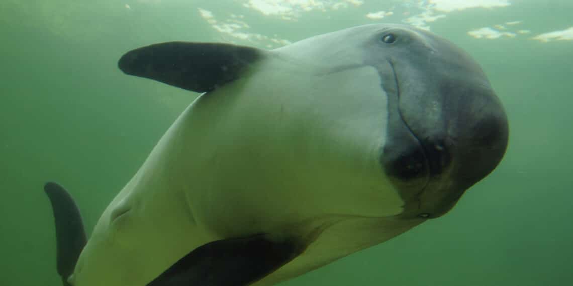 Twee dode bruinvissen aangespoeld na ontploffing voor kust