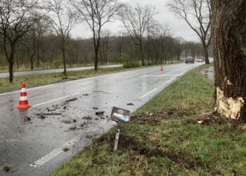 Auto klapt tegen boom op Zeeweg, bestuurder en hond komen met de schrik vrij