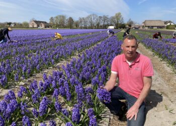 Bloemen voor bloemencorso dit jaar niet al te best: “Het is op z’n gat af”