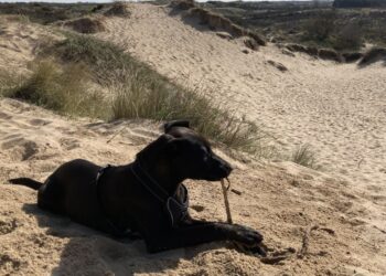 Toename van bijtincidenten met honden: burgemeester Roest komt met nieuw beleid