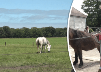 Kinderen leren over Vogelenzangse strandvlakte dat onder druk staat door stikstofbeleid