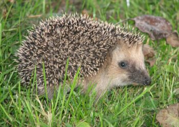 Vorig jaar topdrukte bij Egelopvang Haarlem: Klimaatverandering een van de oorzaken