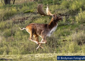 Fokverbod voor damherten betekent het einde van de hertenkampen in Nederland: “Fokverbod slaat nergens op”