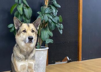 Haarlemmer Lex Paleaux’ vierde boek ‘zijn mooiste tot nu toe’, maar: “De tijd tussen het schrijven door was heel zwaar”