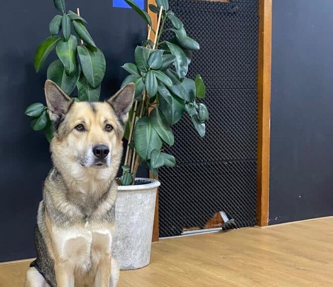 Haarlemmer Lex Paleaux’ vierde boek ‘zijn mooiste tot nu toe’, maar: “De tijd tussen het schrijven door was heel zwaar”