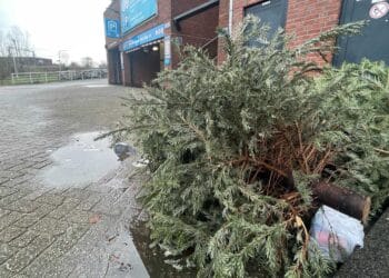 Kerstbomenactie in de regio: “De bomen worden weggewerkt en de kinderen vinden het geweldig”