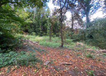 Openplek in Caprera aan begin van het park