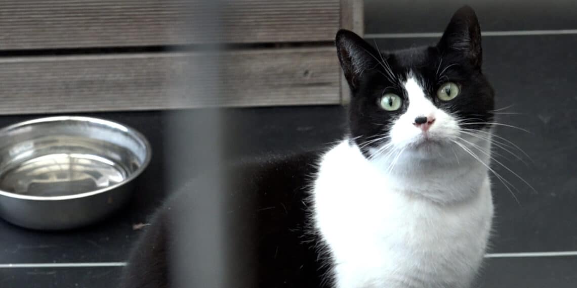 Kwart van asielkatten moeilijk plaatsbaar: ‘Oudere katten vallen buiten de boot’