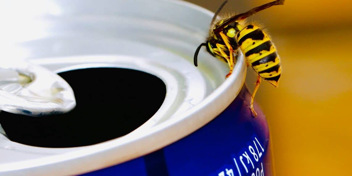 Wespenseizoen vroeg op gang: ‘Tientallen meldingen ontvangen’